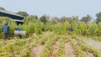 बारामा लगाइएको ७ कट्ठा गाँजाखेती प्रहरीद्वारा नष्ट